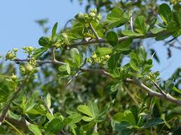 Image result for Euphorbia matabelensis