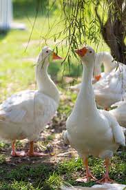 Check spelling or type a new query. Bebek Angsa Satwa Foto Gratis Di Pixabay