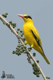 Image result for Erythrocephalum decipiens