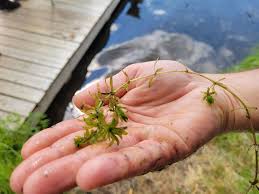 Image result for Hydrilla