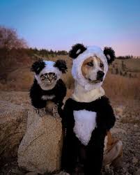Henry Baloo On Instagram Stumbled Upon The Cutest Little Panda Bears Cute Cats And Dogs Cute Animals Dog Friends