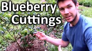 Maybe you would like to learn more about one of these? How To Root Blueberry Bushes From Cuttings Propagating Softwood Cuttings Of Blueberry Plants Youtube