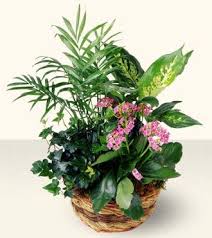 This catalogue features ftd® bouquets and floral arrangements suitable for expressing sympathy, which are traditionally sent to the family home or residence instead of or in. Ftd French Garden Plants House Plants Indoor Indoor Plants