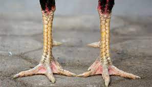 Bentuk dan model kaki ayam petarung pukul saraf/ko : Ayam Pukul Mematikan Ko Karakteristik Sisik Kelebihan Melatih