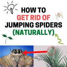 You don't need to use pesticides with potentially hazardous chemicals clean the boxes and shelves in your storage areas in the basement or attic where spiders and other insects tend to live. How To Get Rid Of Jumping Spiders In Your Home Naturally Bugwiz