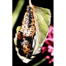 Image result for Limenitis populi