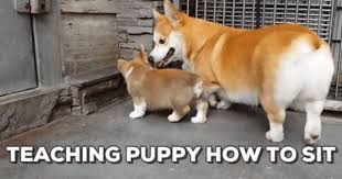 Mempermudah masyarakat untuk memperoleh informasi mengenai sekolah. Animated Gif Find Share On Giphy Puppies Easiest Dogs To Train Teach Dog Tricks