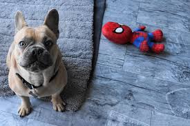 During the industrial revolution, these toy bulldogs were brought to france by english lace workers, and the french immediately took a liking to the little dog. A Guide To Choosing Safe Chew Toys For Your Dog East Valley Animal Hospital