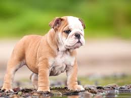The goals and purposes of this breed standard include: Full Grown Miniature English Bulldog Wallpaper Desktop Background