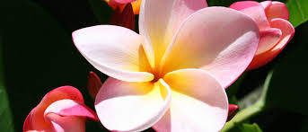 View photographs and a description of the plant bougainvillea species, commonly known as. Official Hawaiian Island Tropical Flowers Waikoloa Vacation Rentals