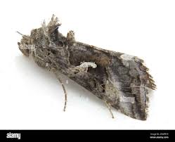 Image result for Autographa macrogamma