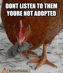 Funny Chicken Memes Funny math, haha joke meme, pi loneliest number forever chicken. funny chicken memes