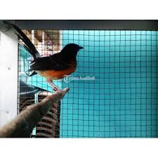Check spelling or type a new query. Burung Murai Medan Trotolan Jantan Indukan Medan X Medan Pe 22 Di Jakarta Selatan Tribunjualbeli Com