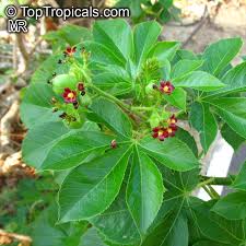 Image result for Jatropha gossypiifolia