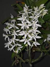 Image result for Mystacidium