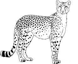 Cheetah Coloring Page Animals Town Animal Color Sheets Cheetah Picture Cheetah Pictures Cheetah Drawing Easy Animal Drawings