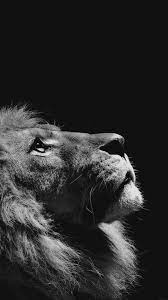 Image For Best Hd Wallpaper For Apple Iphone 7 Plus Lion Looking Sky Animal Nature Dark P Beautifu Iphone Wallpaper Photography Dark Wallpaper Animal Wallpaper