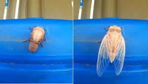 Was caught on camera this week slowly molting and shedding its exoskeleton. Cool Time Lapse Video Shows A Cicada Shed Its Skin Cbs News