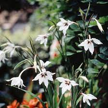 There are plenty of choices to choose from for each bulb type. Summer Flowers And Bulbs Summer Bulbs Summer Flowers Summer Flowering Bulbs