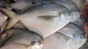 Harga ikan hias manfish cukup murah hanya sekitar tiga ribu hingga rp. Klasifikasi Dan Morfologi Ikan Bawal Colossoma Macropum Ikanpedia
