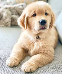 Handsome Golden Retriever Pup Photo Georgesgoldenyears Do You Love Cute Dogs Like This Follow Our In 2020 Cute Puppy Wallpaper Cute Baby Animals Cute Dogs