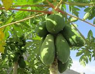Garden to Table: Savory Fruits and Sauces