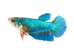 Up for release is a female metallic blue halfmoon betta. Half Moon Betta Female Aquafood