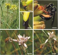 Image result for Aloe welwitschii