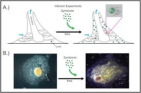 We did not find results for: Freshwater Sponge Hosts And Their Green Algae Symbionts A Tractable Model To Understand Intracellular Symbiosis Peerj