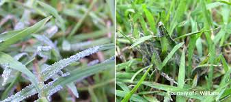 Time to identify and cure your lawn disease Turf Finder Disease Grey Slime Mould