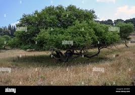 Image result for Faidherbia albida