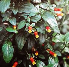 Image result for Manettia