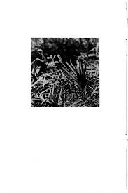 Image result for Pycreus fluminalis