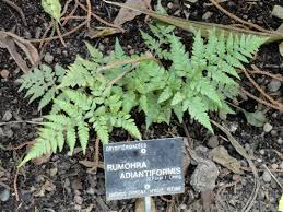 Image result for Rumohra adiantiformis