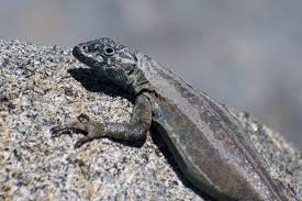 Image result for Microlophus peruvianus