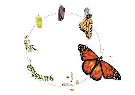 Monarch Butterfly Life Cycle