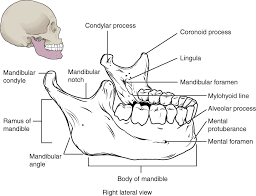 Printable flashcard on cranial bones in detail free flash cards. 7 3 The Skull Anatomy Physiology