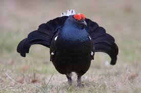 Black And White Bird With Long Orange Beak In Scotland Black Grouse Pictures Black Grouse Images Scottish Animals Animal Of Scotland Pet Birds