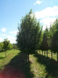 We did not find results for: Deciduous Shade Trees Available Nursery Tree Types