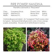 Item # 97025 model # nursery. Flower Power Nandina Flowers Power Photos