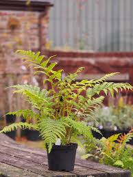 Image result for Cyathea mildbraedii