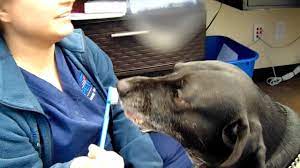 Maybe you would like to learn more about one of these? Community Pet Care Clinic Tierarzt Toledo Ohio Facebook 2 Bewertungen 561 Fotos