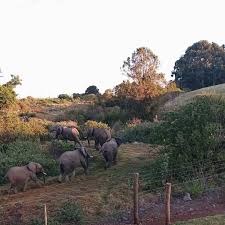 Image result for Oldeania alpina