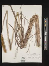 Image result for Eriochrysis