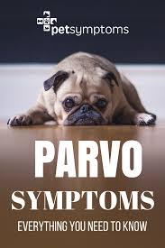 Parvo Symptoms Everything You Need To Know Pet Symptoms Parvo Symptoms Parvo Dog Illnesses