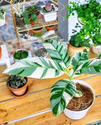 Musa Ae Ae Variegated Banana Plants Indoor Plants Variegated Plants