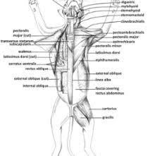 The chest anatomy includes the pectoralis major, pectoralis minor and the serratus anterior. Cat Muscle Dissection Muscles Of Chest Neck Arms And Abdomen Bulb