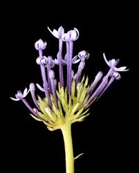 Image result for Pentanisia prunelloides