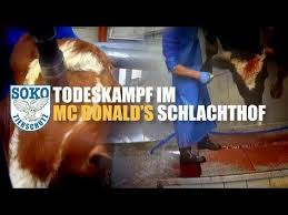 Soko Tierschutz Deckt Erschreckende Zustande In Mcdonald S Schlachthof Auf Und Untatige Behorden Behoerdenstress Tierschutz Schlachthof Tiere