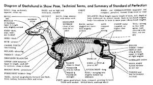 Uk Breed Standard The Dachshund Breed Council Uk